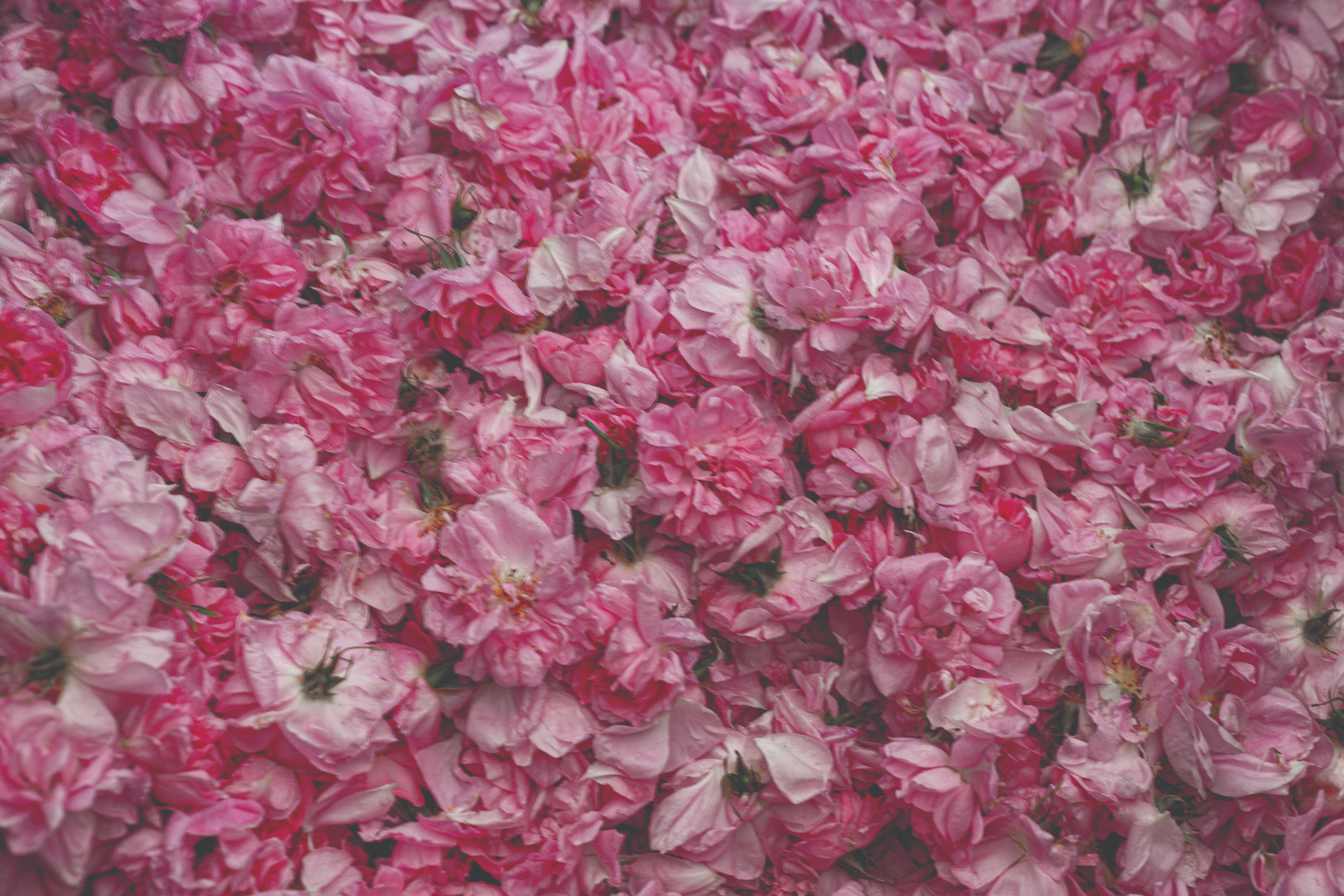 Rosas Antiguas