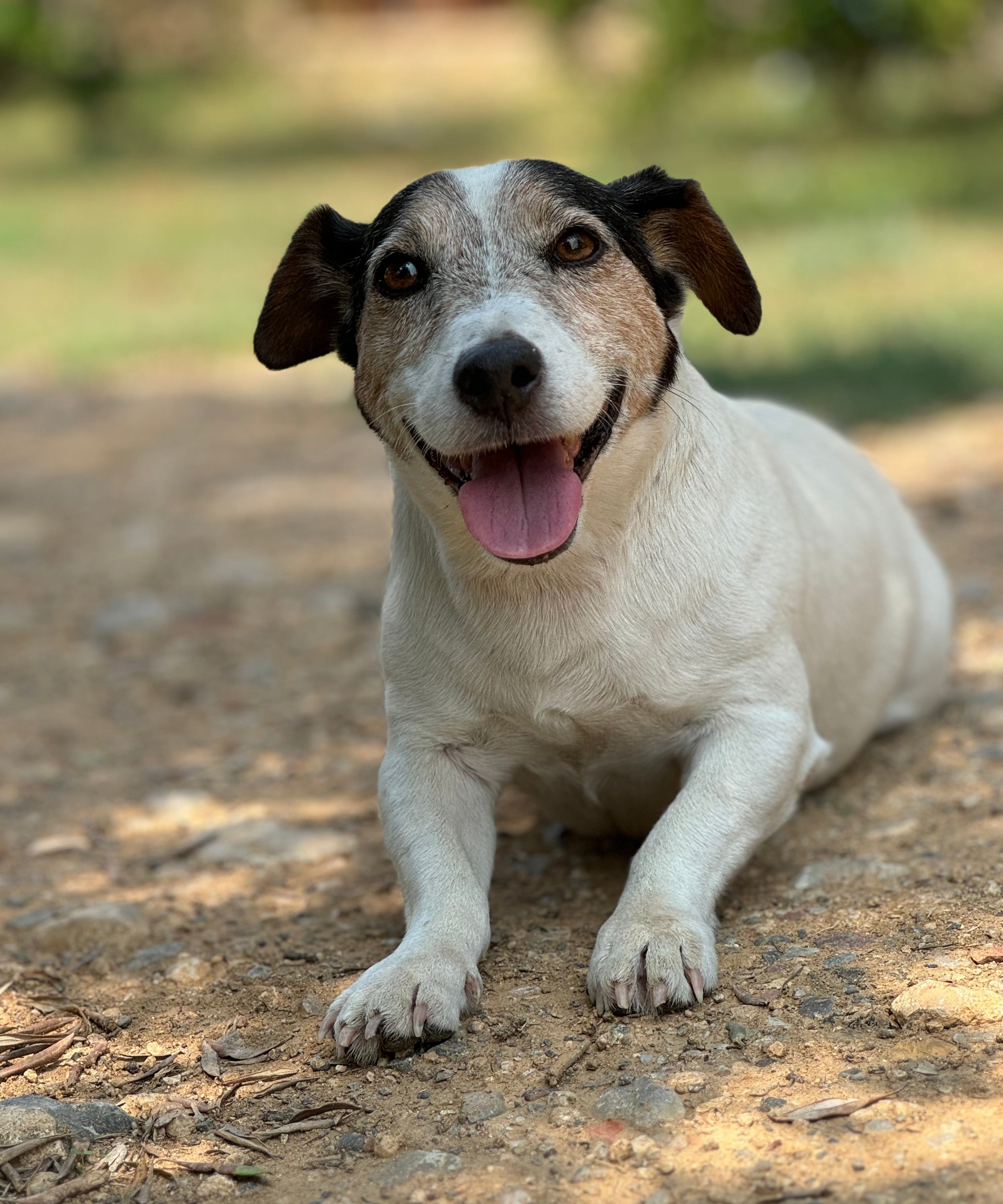 Cuidado natural de mascotas: Tips y productos esenciales