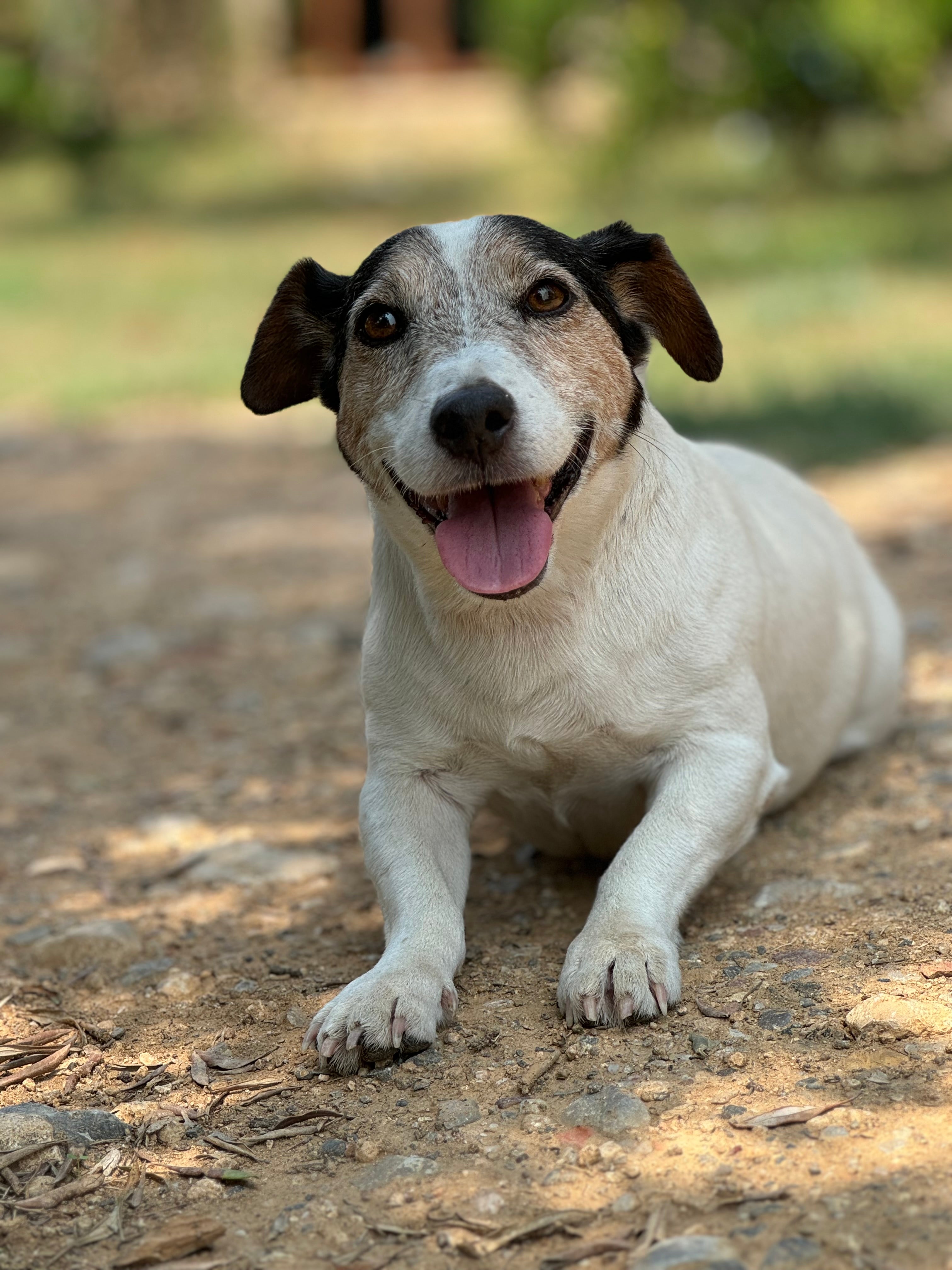 Cuidado natural de mascotas: Tips y productos esenciales