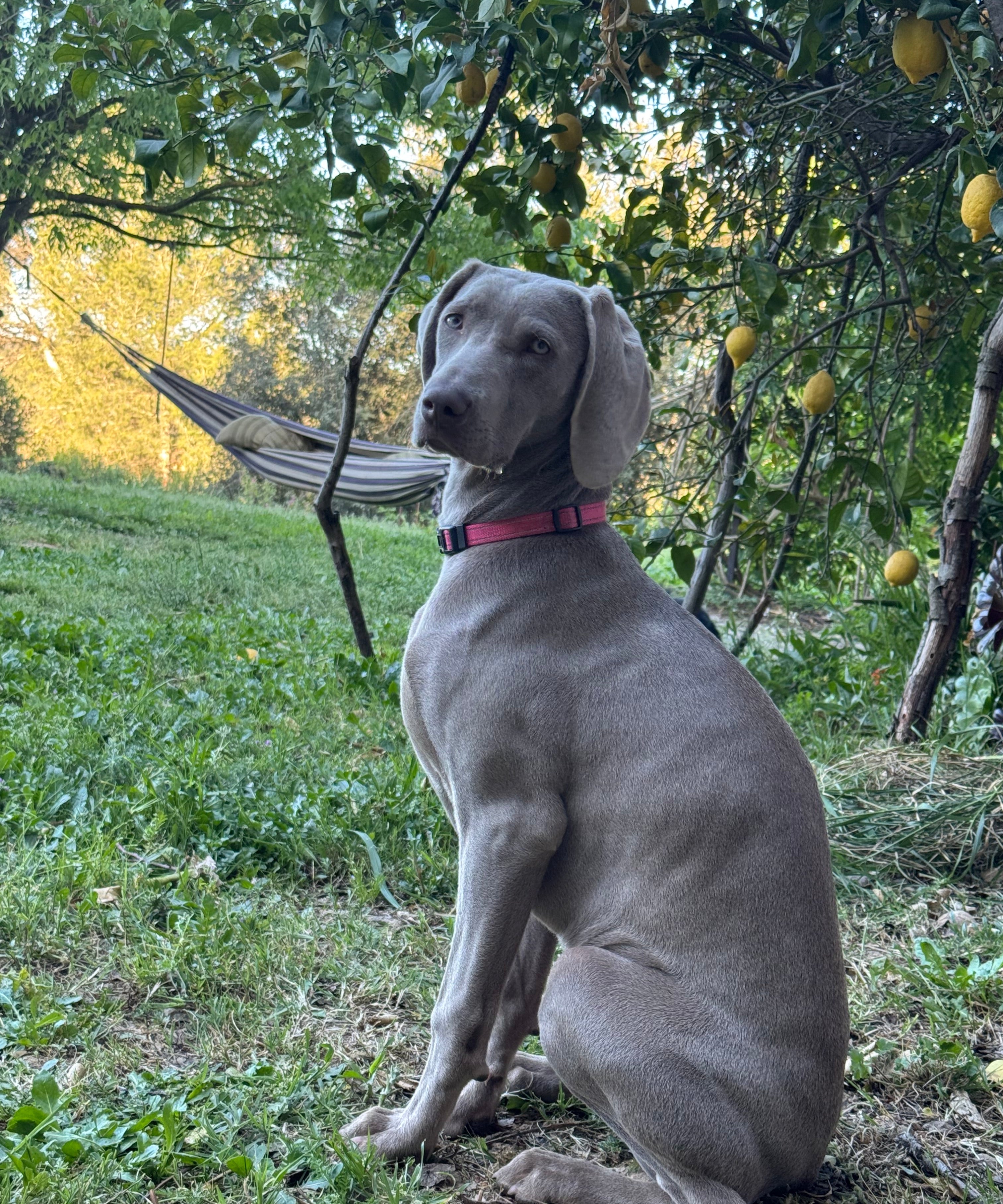 Repelente natural de pulgas y garrapatas para perros y gatos