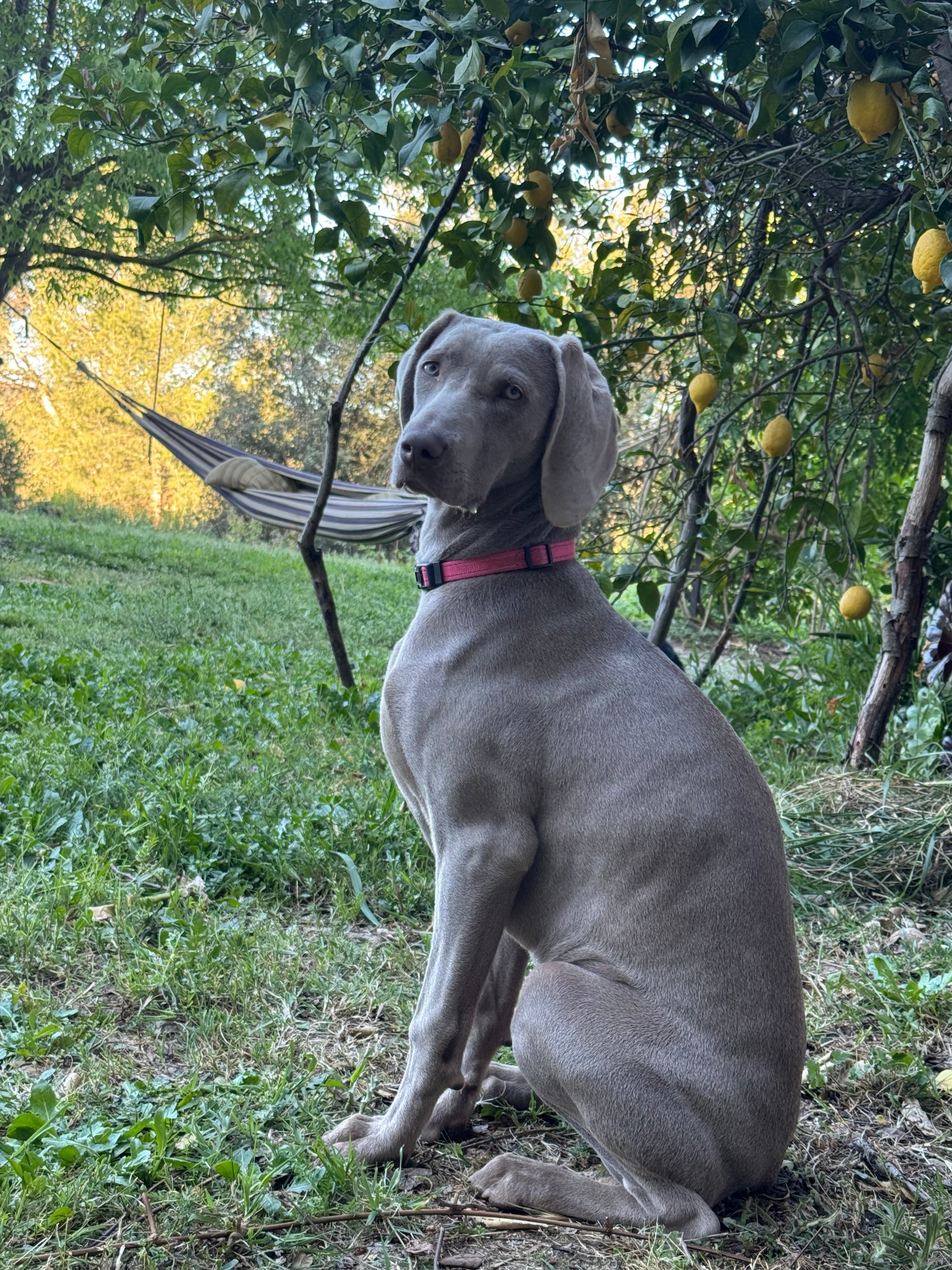Repelente natural de pulgas y garrapatas para perros y gatos