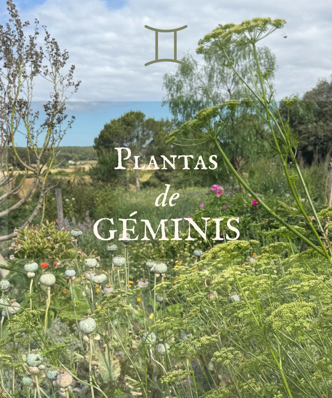 Plantas de Géminis