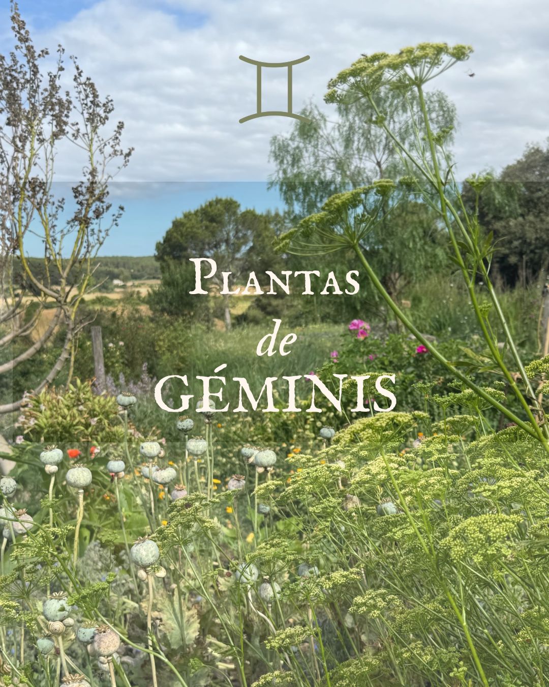 Plantas de Géminis