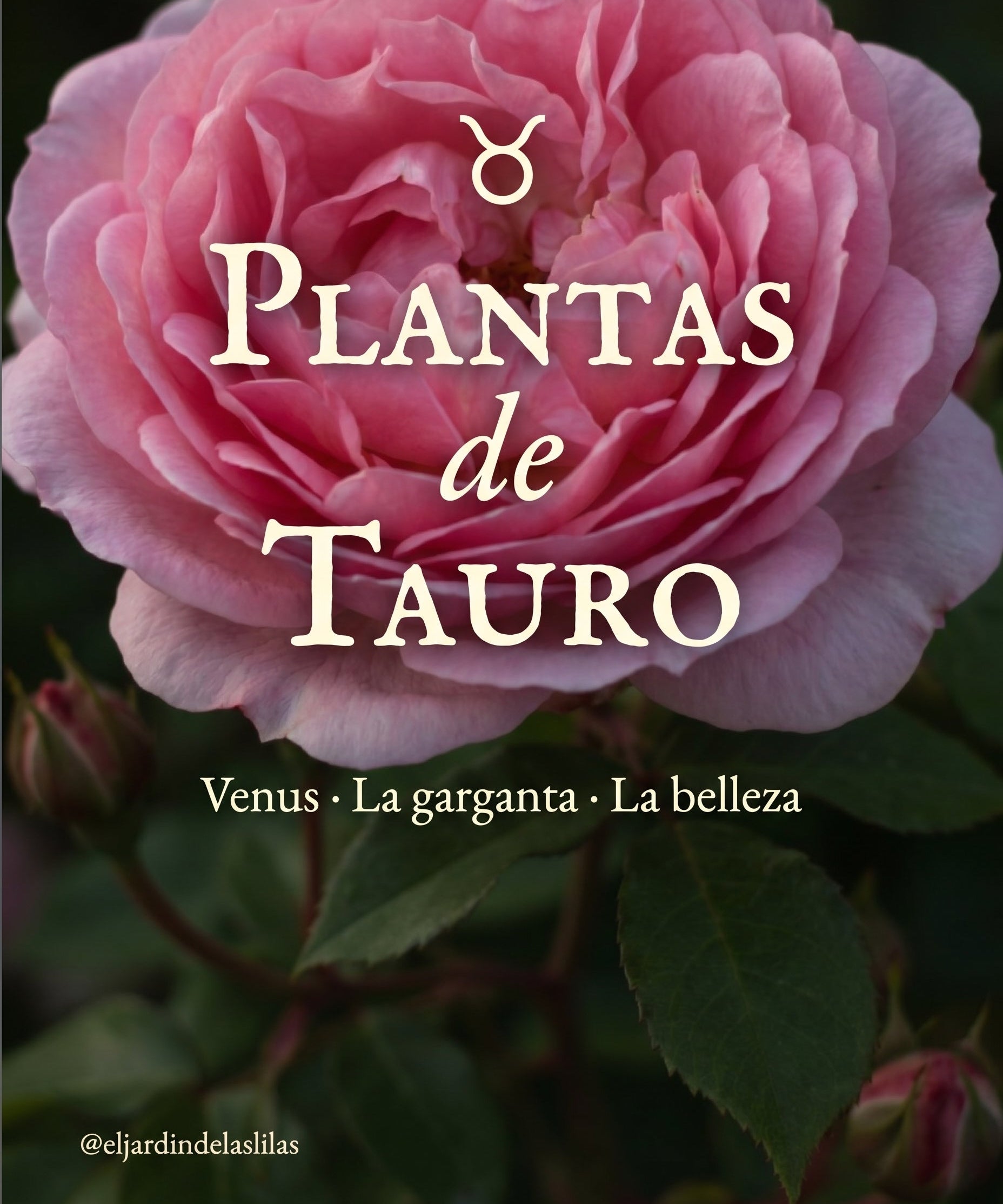 Plantas de Tauro ♉︎