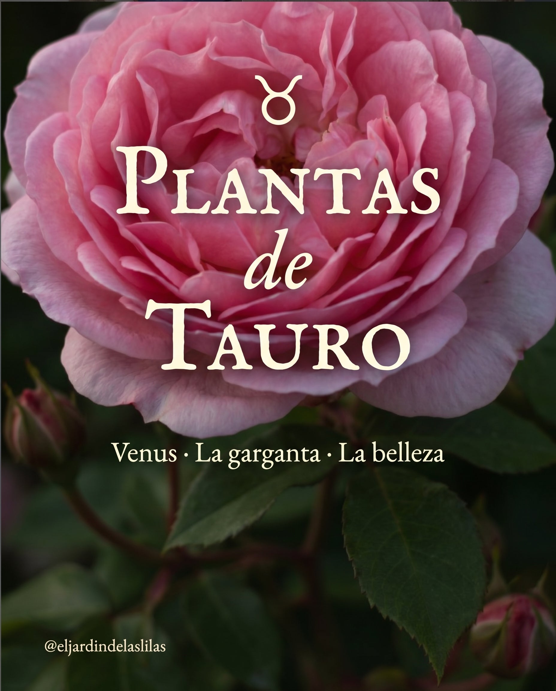 Plantas de Tauro ♉︎