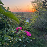 Visita al Jardín de las Lilas
