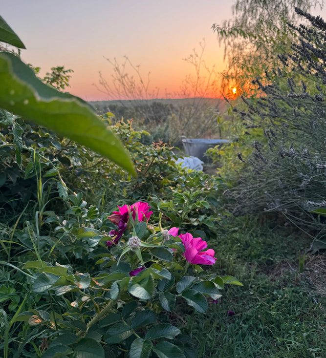 Visita al Jardín de las Lilas