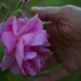 Hidrolato o agua floral de Rosas Antiguas Bio