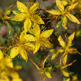 Organic St. John's Wort Oil Macerate