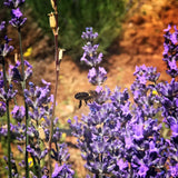 Aceite Esencial de Lavanda Bio