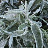 Hidrolato o agua floral de Salvia Bio