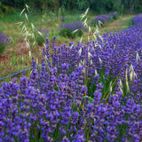 Hidrolato o agua floral de Lavanda Bio
