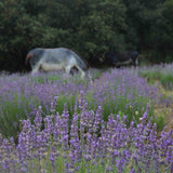 Aceite Esencial de Lavanda Bio