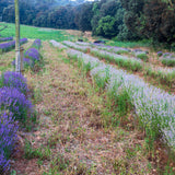Aceite Esencial de Lavanda Bio