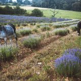 Hidrolato o agua floral de Lavanda Bio