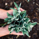 Organic Sage Essential Oil