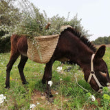 Organic Rosemary Oil Macerate