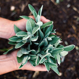 Hidrolato o agua floral de Salvia Bio