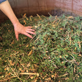 Aceite Esencial de Ciprés Bio
