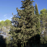 Aceite Esencial de Ciprés Bio