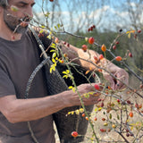 Organic Rosehip Oil Macerate
