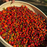 Organic Rosehip Oil Macerate