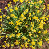 Organic Helichrysum Essential Oil