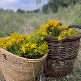 Organic St. John's Wort Oil Macerate
