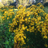 Organic St. John's Wort Oil Macerate