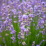 Hidrolato o agua floral de Lavanda Bio