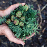 Aceite Esencial de Ciprés Bio