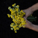 Organic Helichrysum Essential Oil
