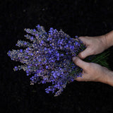 Aceite Esencial de Lavanda Bio