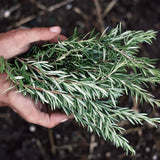 Organic Rosemary Essential Oil