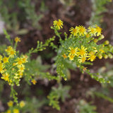 Oleomacerado de Olivarda Bio