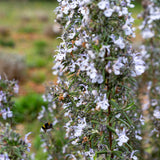 Organic Rosemary Oil Macerate