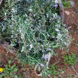 Organic Rosemary Essential Oil