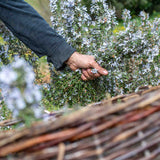 Organic Rosemary Essential Oil