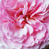 Organic Antique Roses Enfleurage