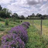Organic Sage Essential Oil