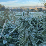Organic Sage Essential Oil