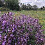 Organic Sage Essential Oil