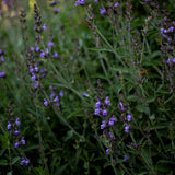 Hidrolato o agua floral de Salvia Bio