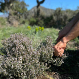 Aceite Esencial de Tomillo Bio